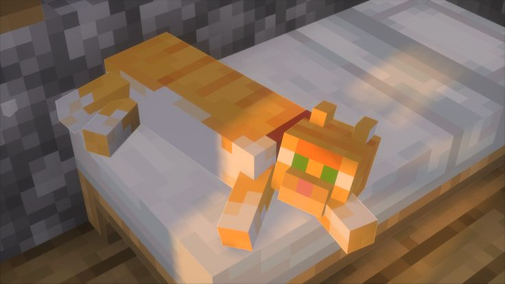 Knights SMP cat